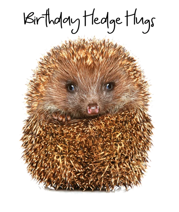 Hedgehog